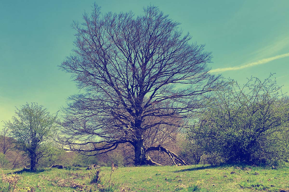 Leña de haya en oferta árbol
